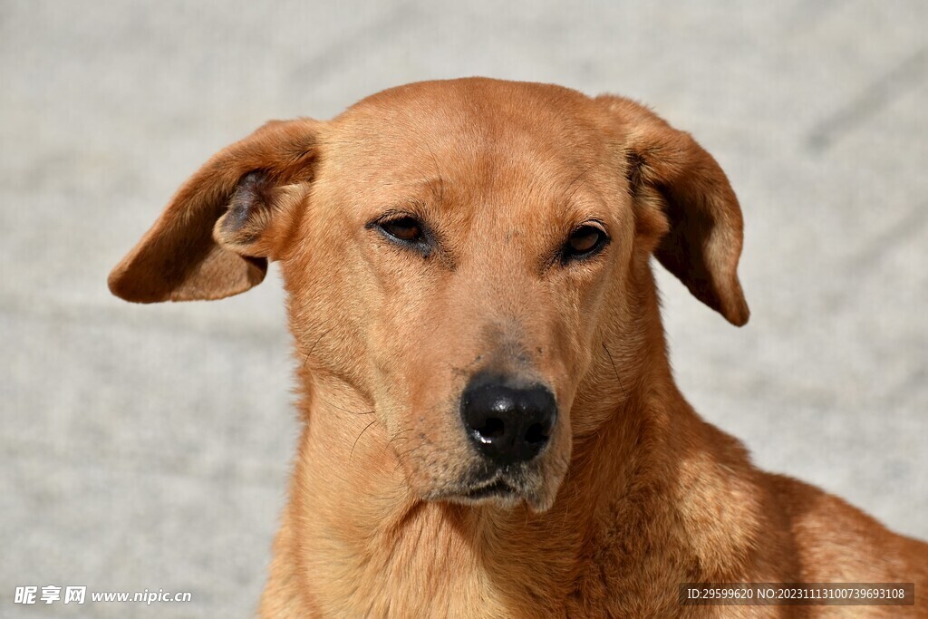 中华田园犬 
