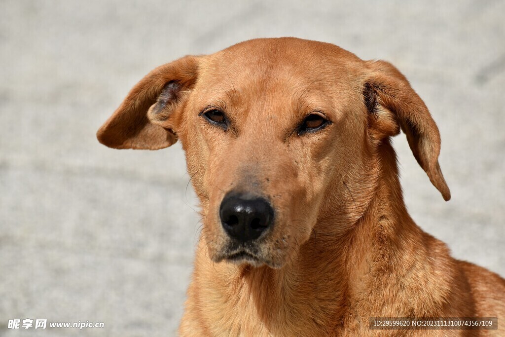 中华田园犬 