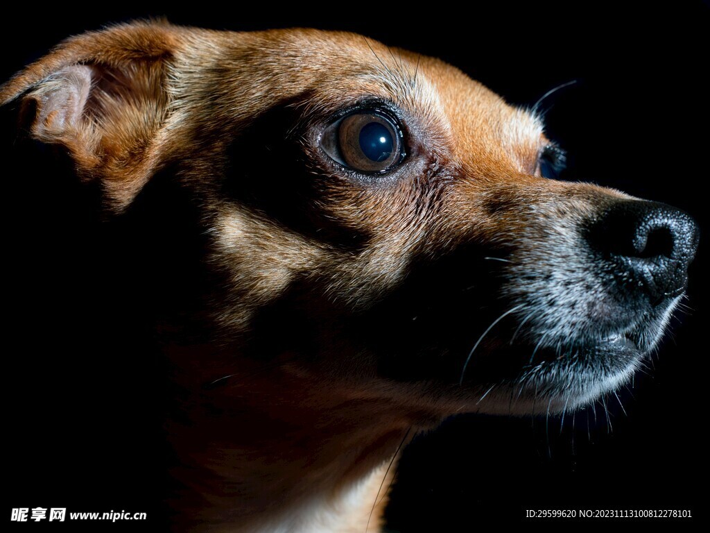 中华田园犬 