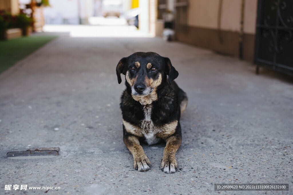 中华田园犬 