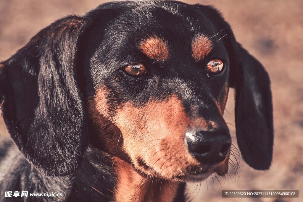 中华田园犬  