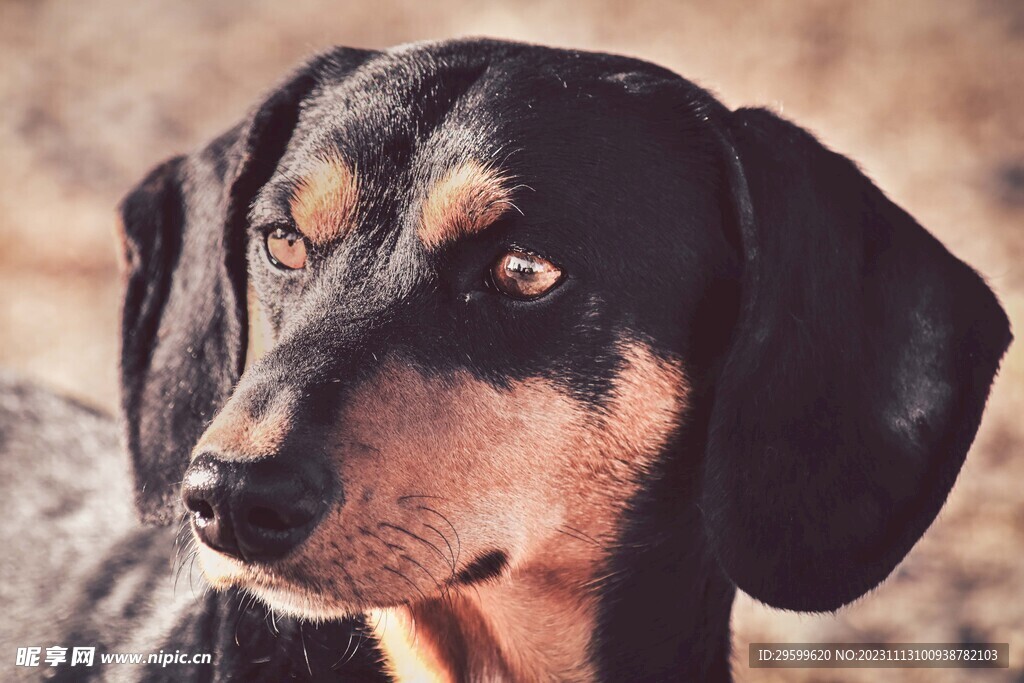 中华田园犬  