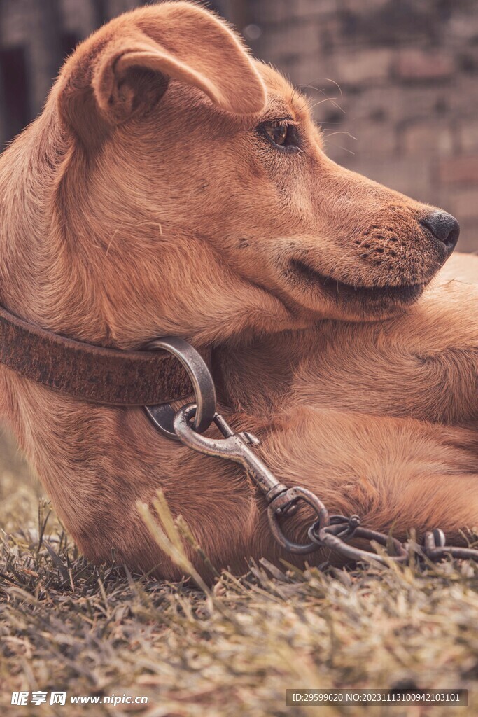 中华田园犬 