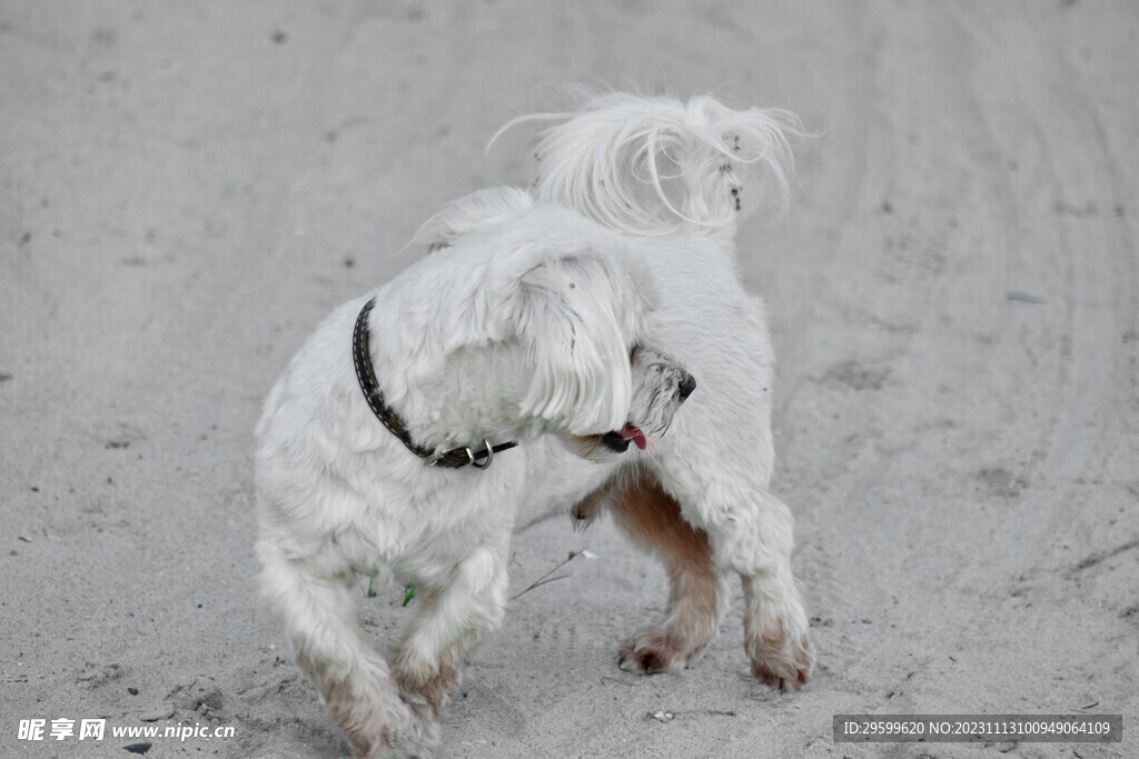 中华田园犬  