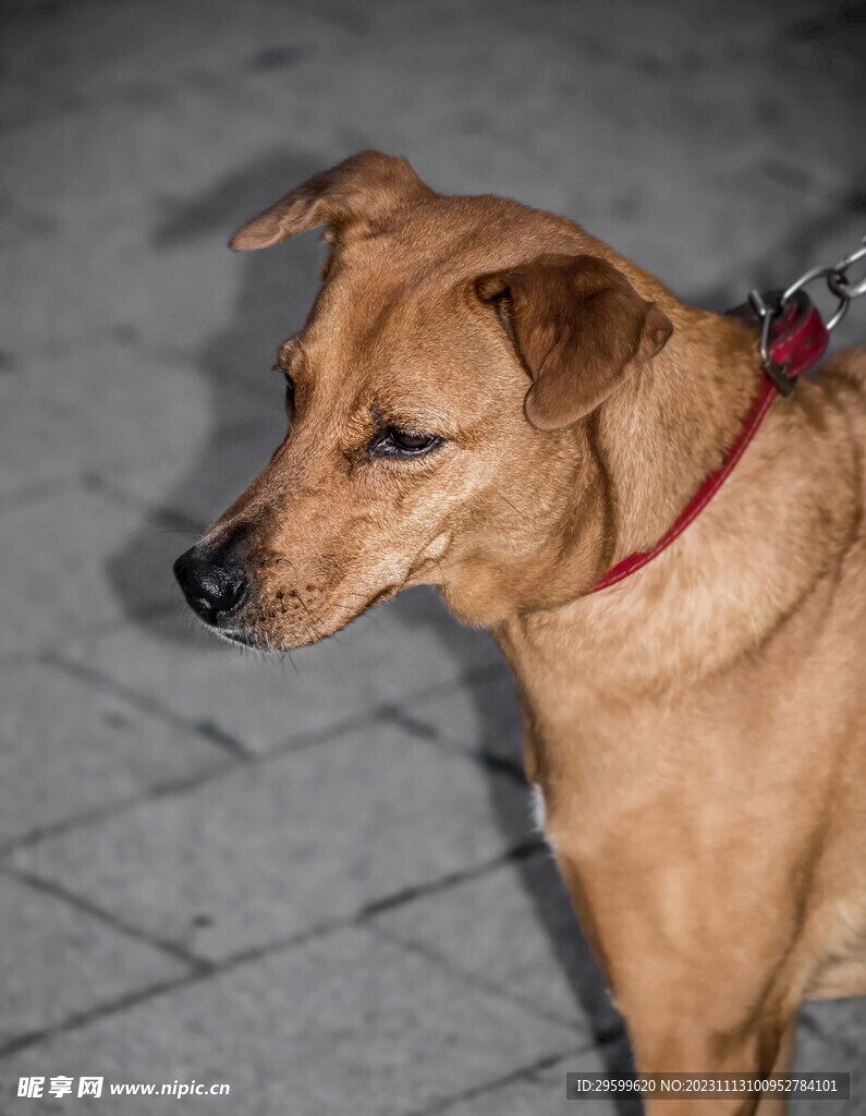 中华田园犬 