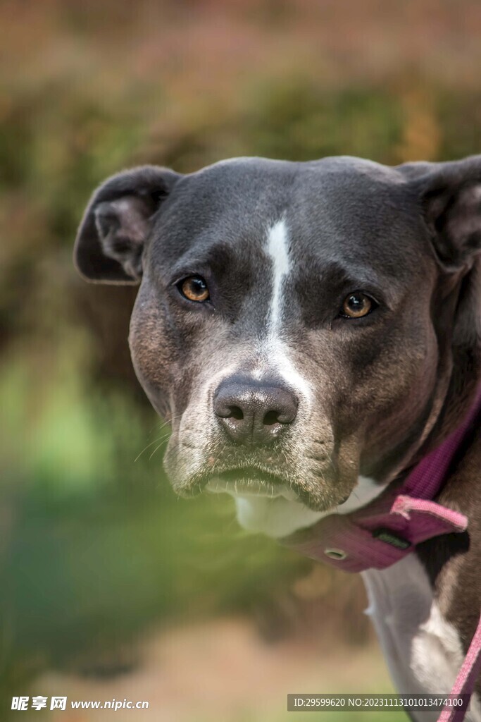 中华田园犬 
