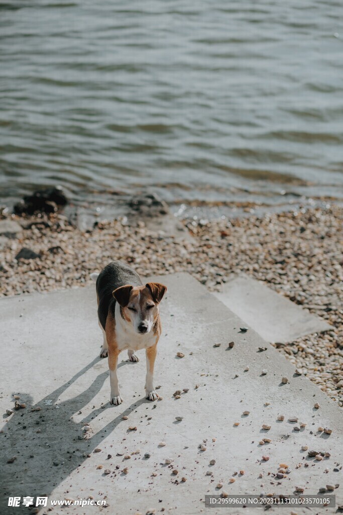 中华田园犬 