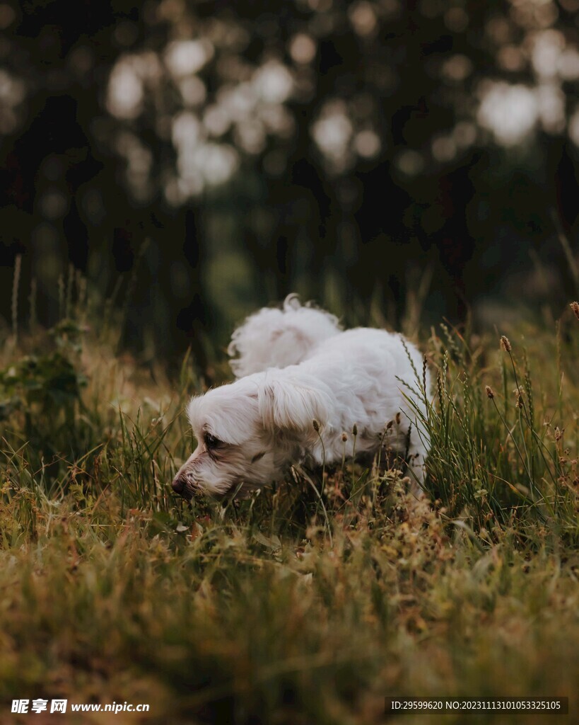 中华田园犬 