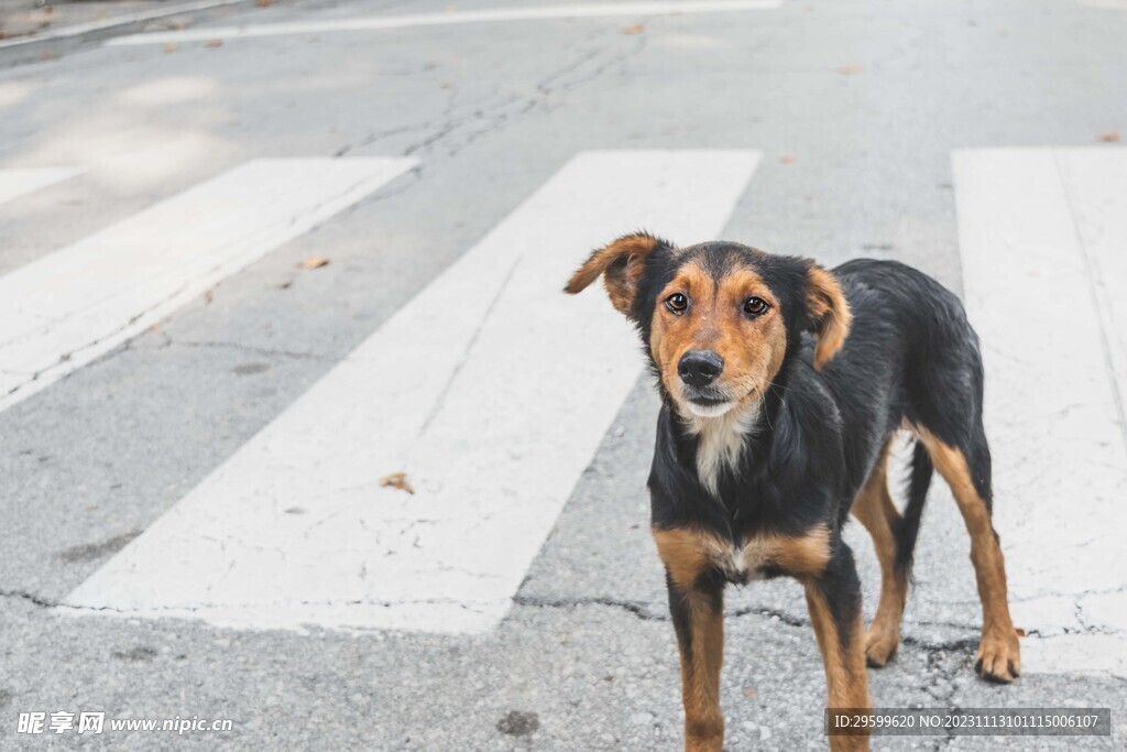 中华田园犬 