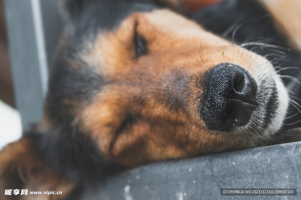 中华田园犬 
