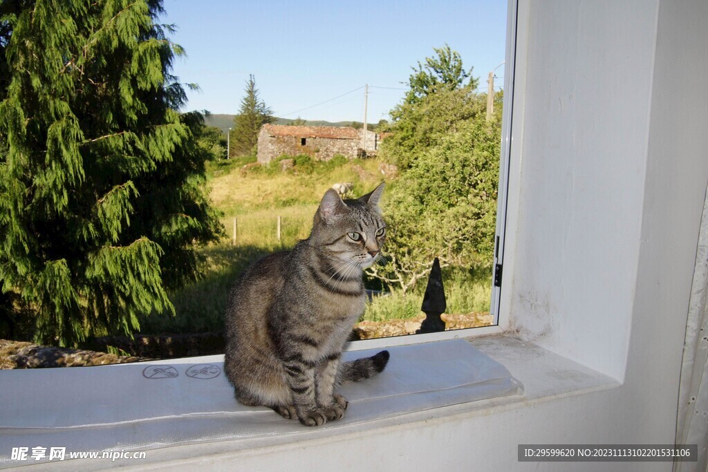 狸花猫 