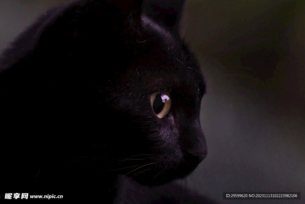 黑猫 