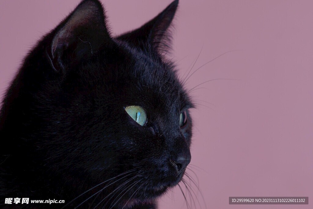 黑猫 