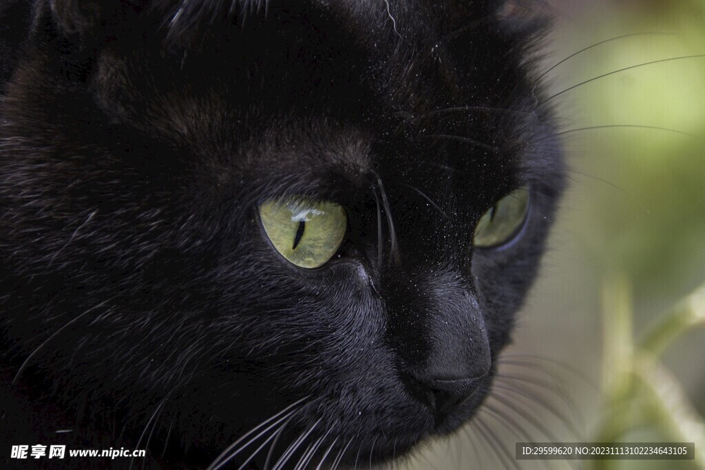黑猫 
