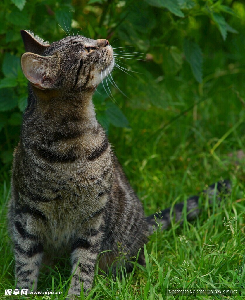 狸花猫  