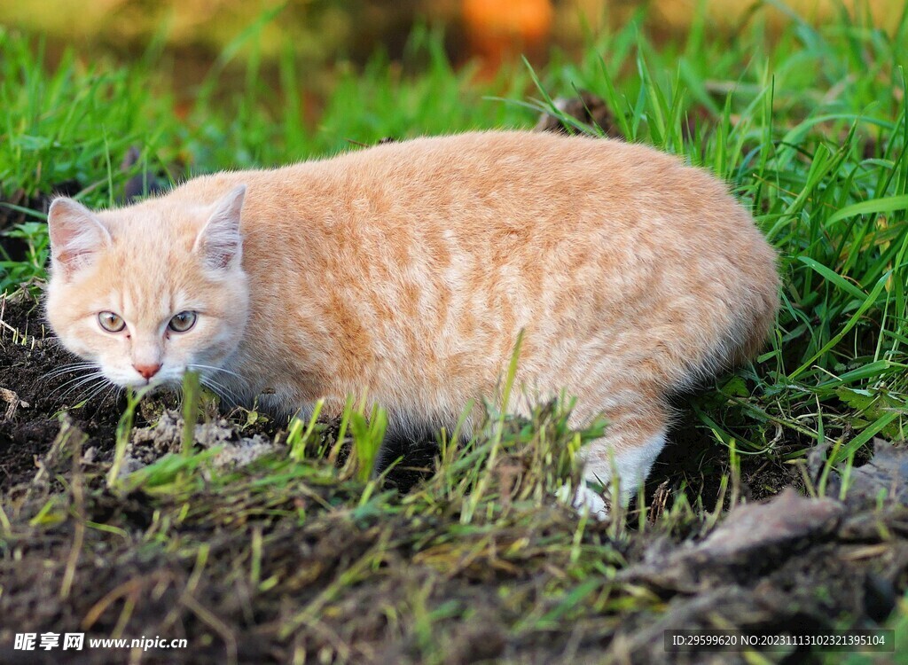 橘猫  