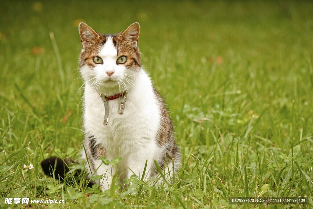 橘猫  