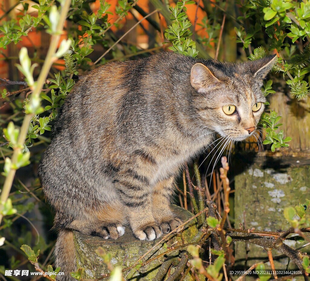 狸花猫  