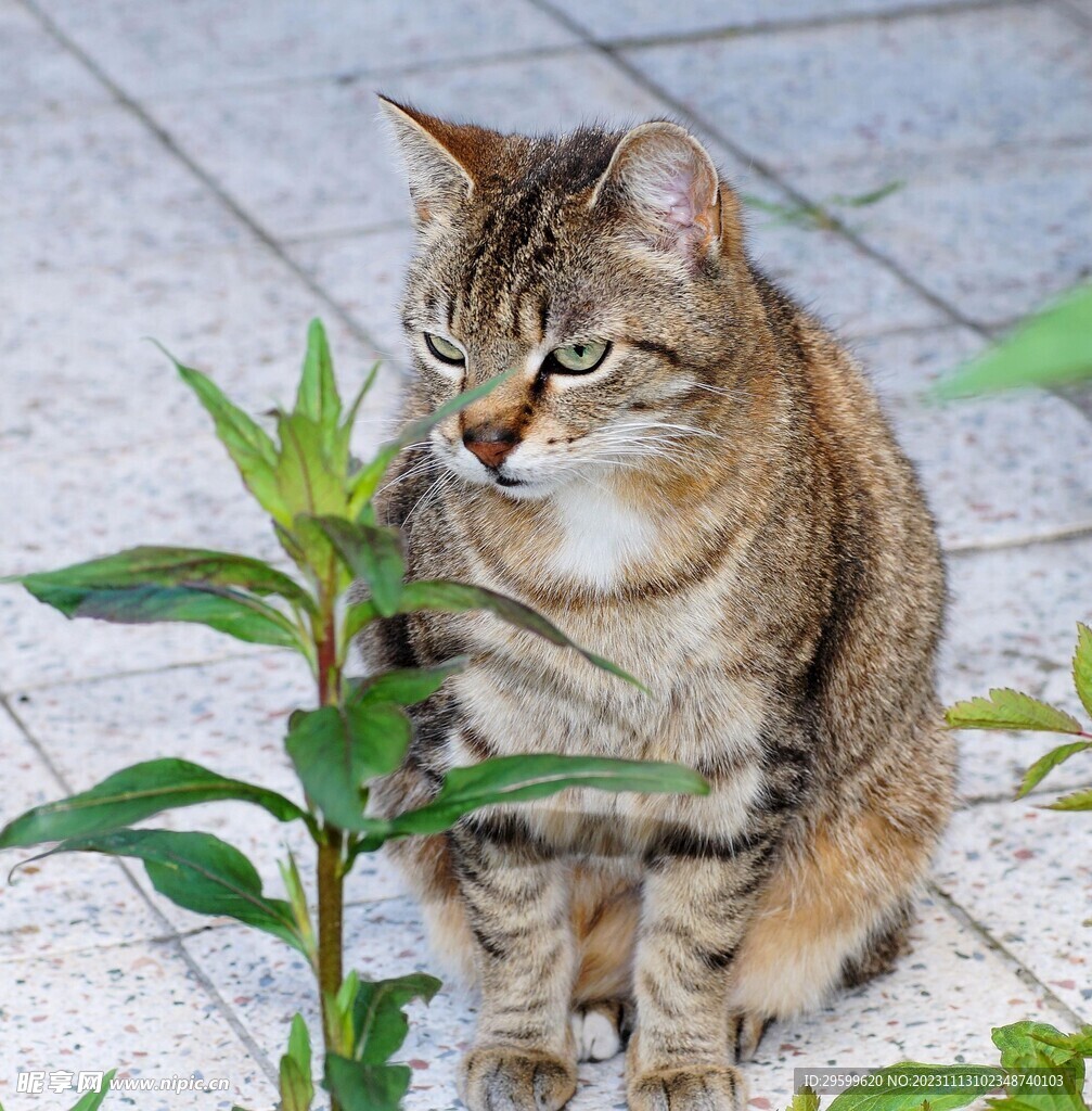 狸花猫 