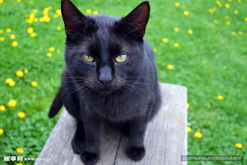 黑猫