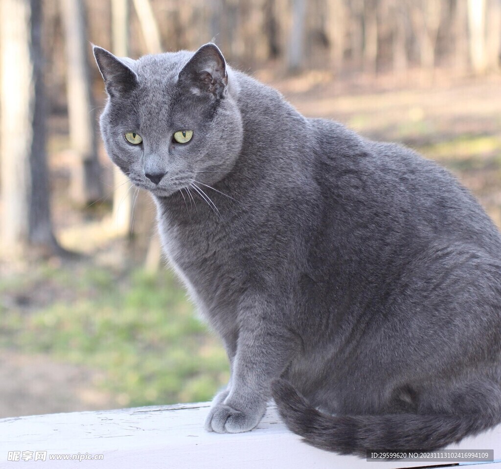 蓝猫