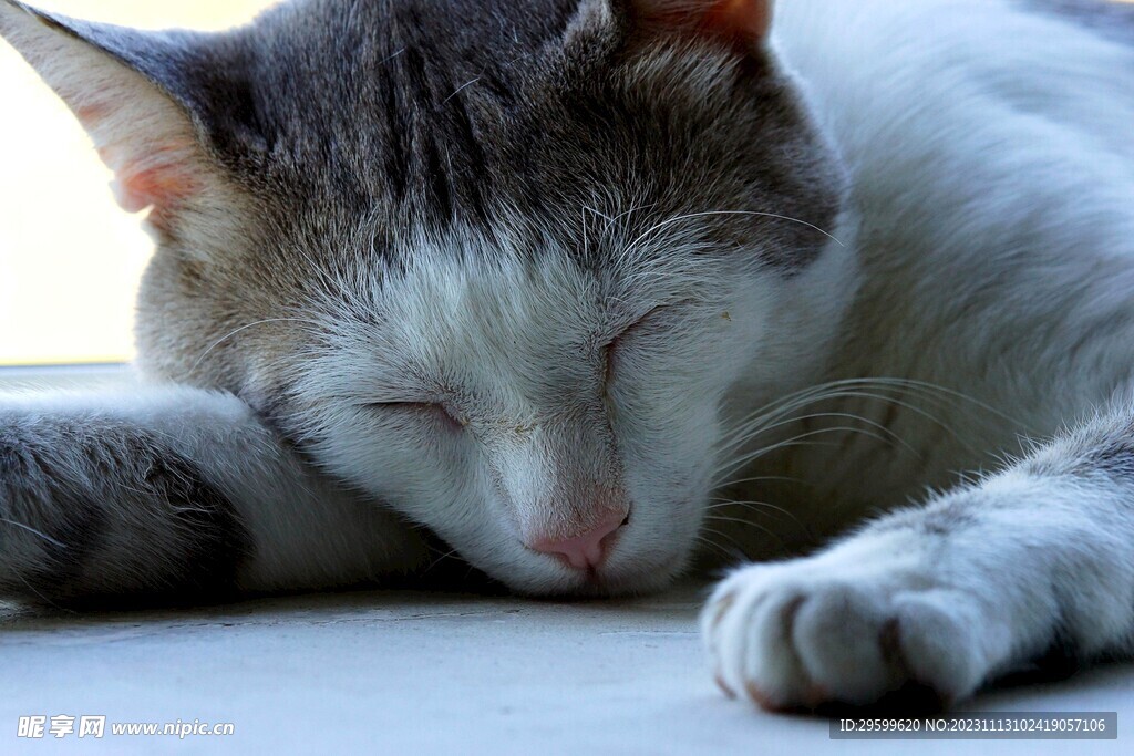 狸花猫 