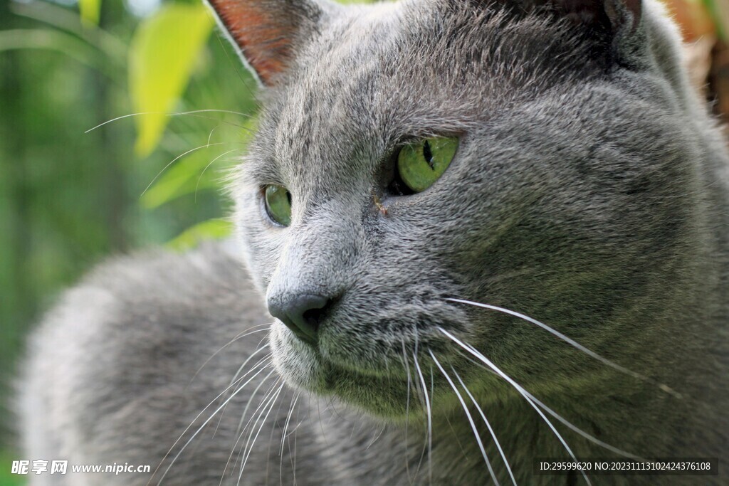 蓝猫
