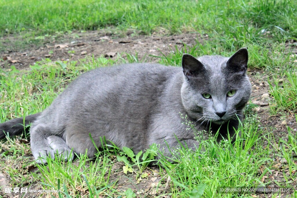 蓝猫