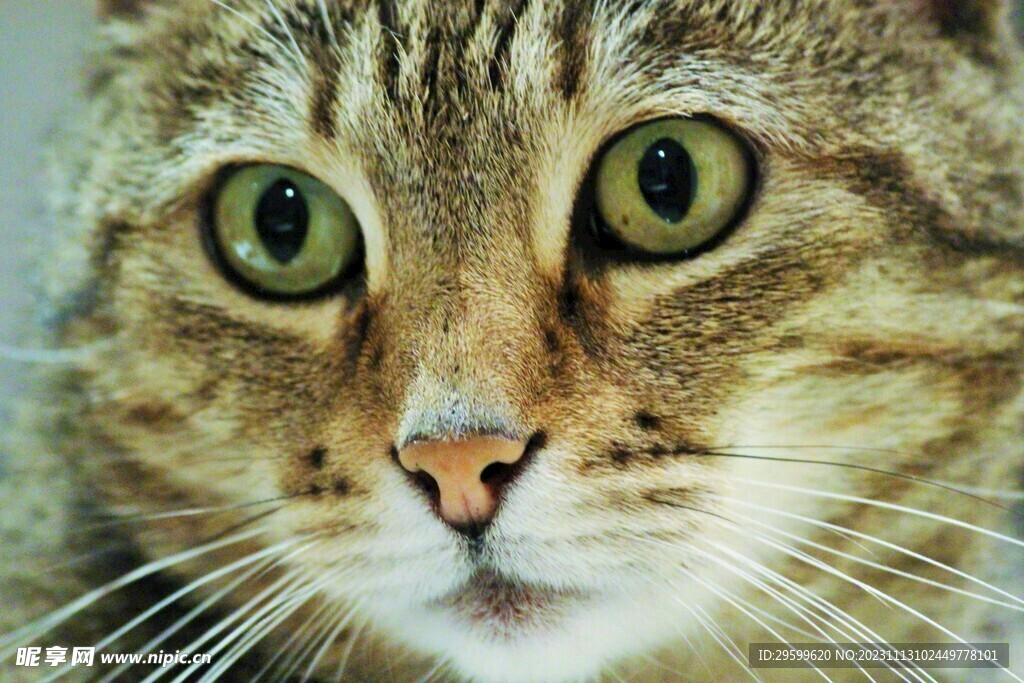 狸花猫
