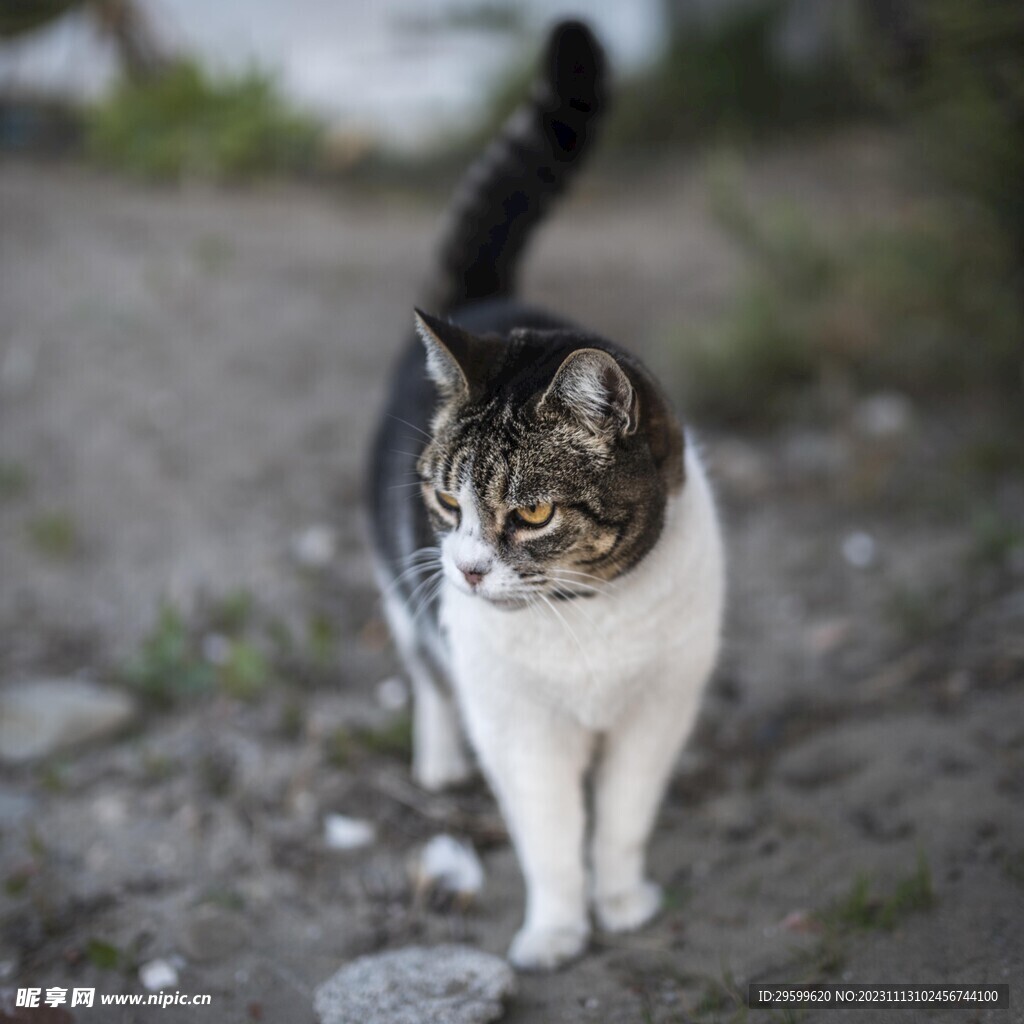 狸花猫