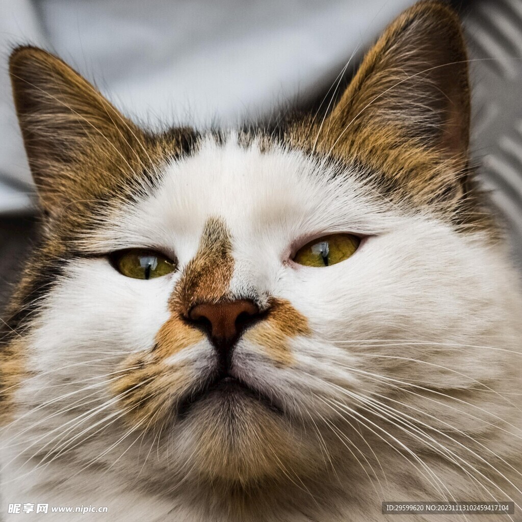 狸花猫