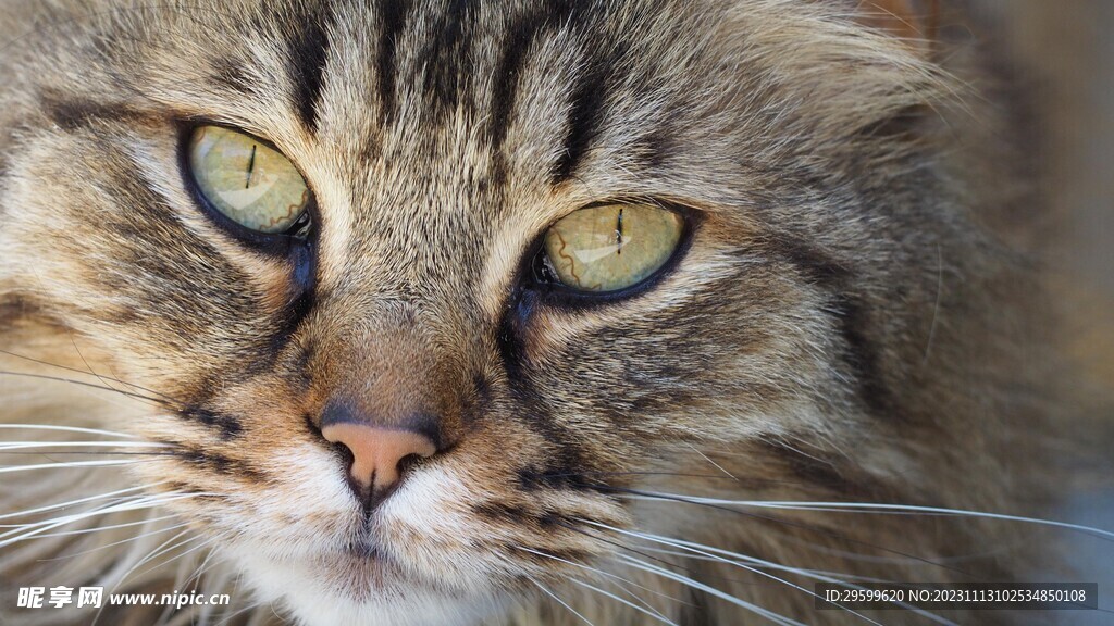 狸花猫 