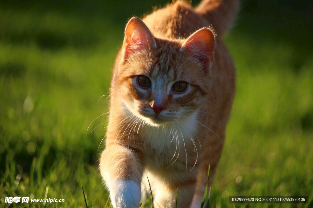 橘猫 