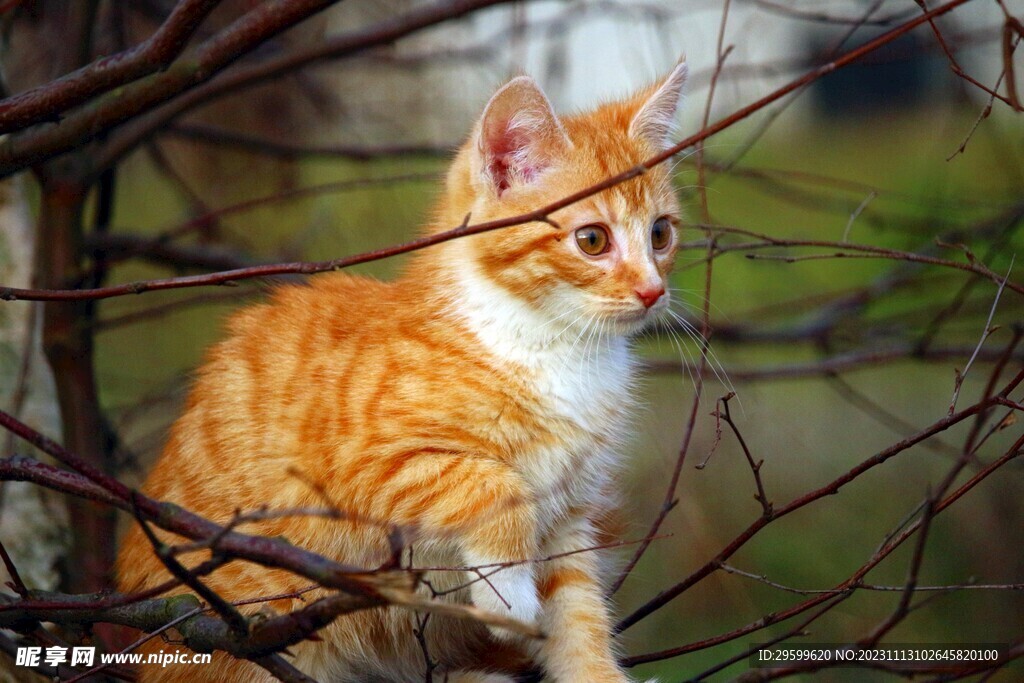 橘猫 