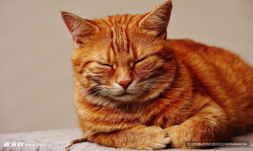 橘猫 