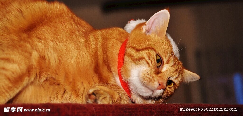 橘猫  