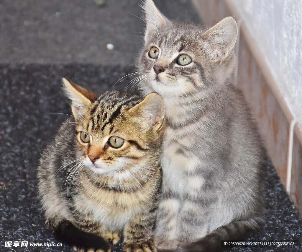 狸花猫 