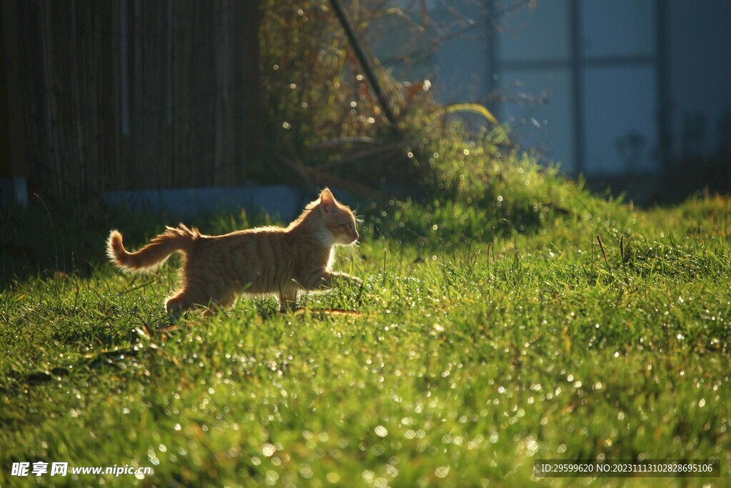 狸花猫 