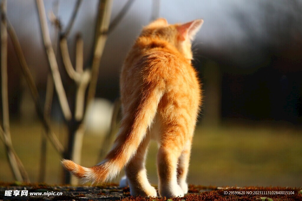 橘猫 