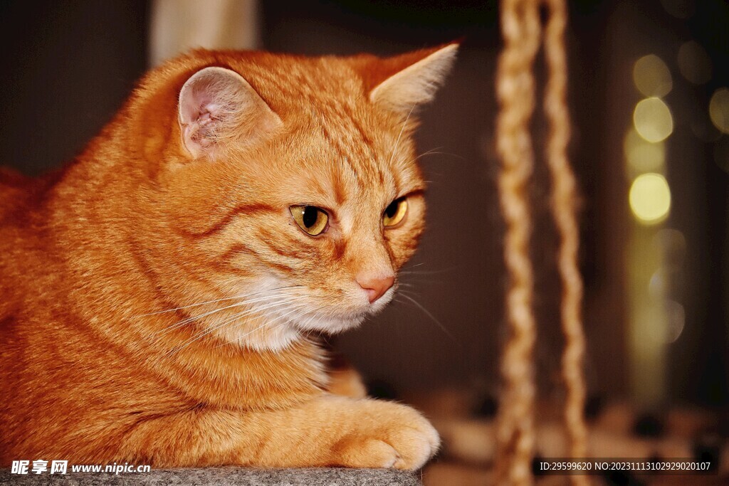 橘猫 