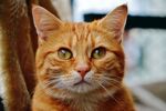 橘猫  