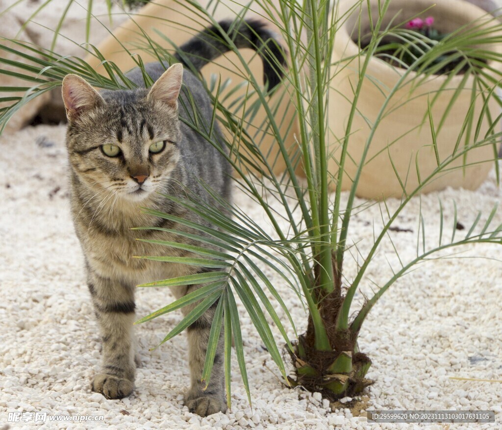 狸花猫 