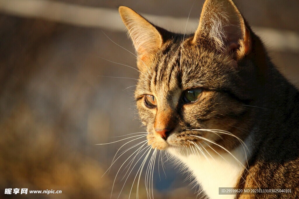 狸花猫  