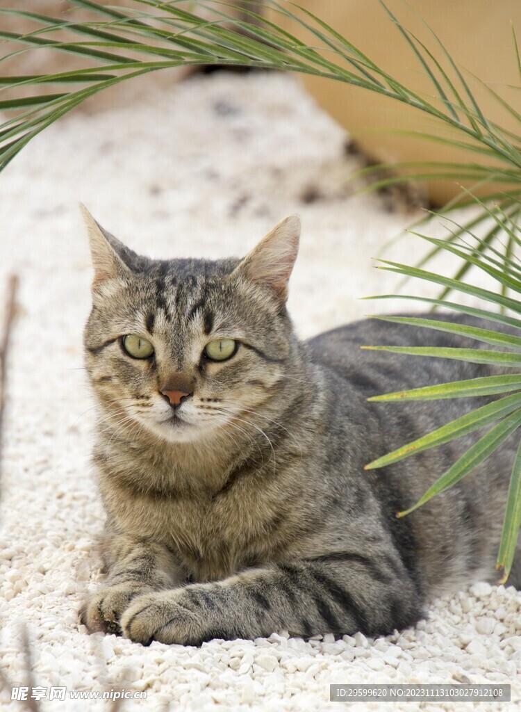 狸花猫 