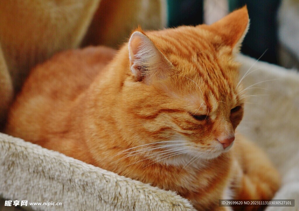 橘猫 