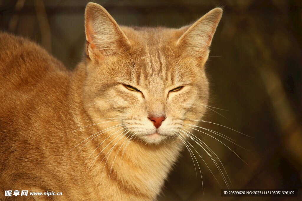  橘猫  
