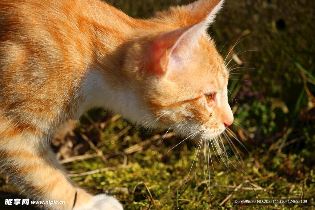  橘猫 