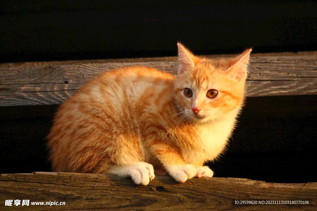  橘猫  