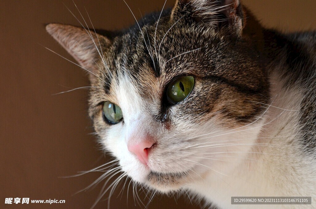 狸花猫 