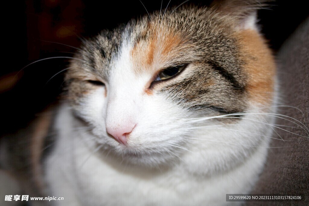 狸花猫 